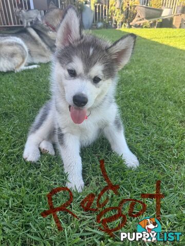 Alaskan malamute