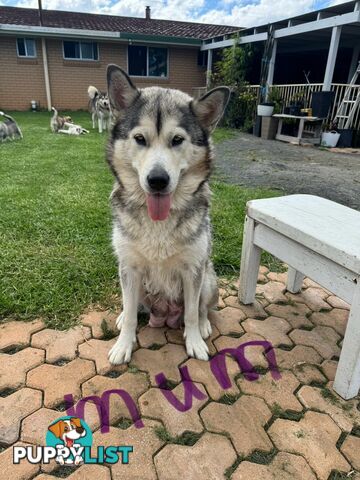 Alaskan malamute