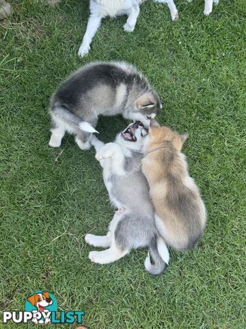 Alaskan malamute