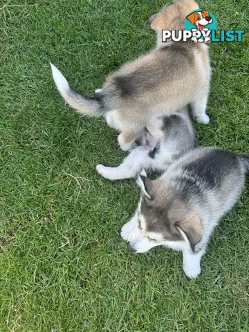 Alaskan malamute