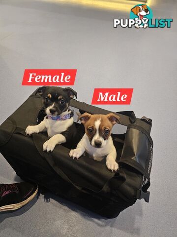 2 Chihuahua x Staffy Jack Russell puppies