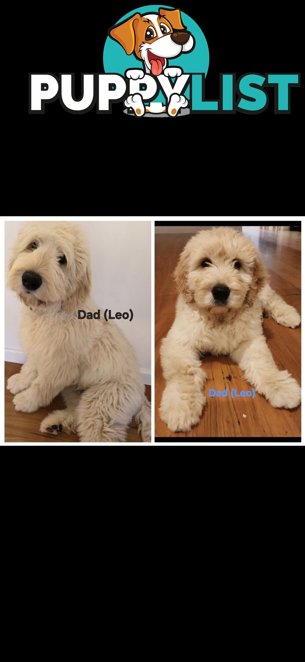 Golden Poogle Puppy