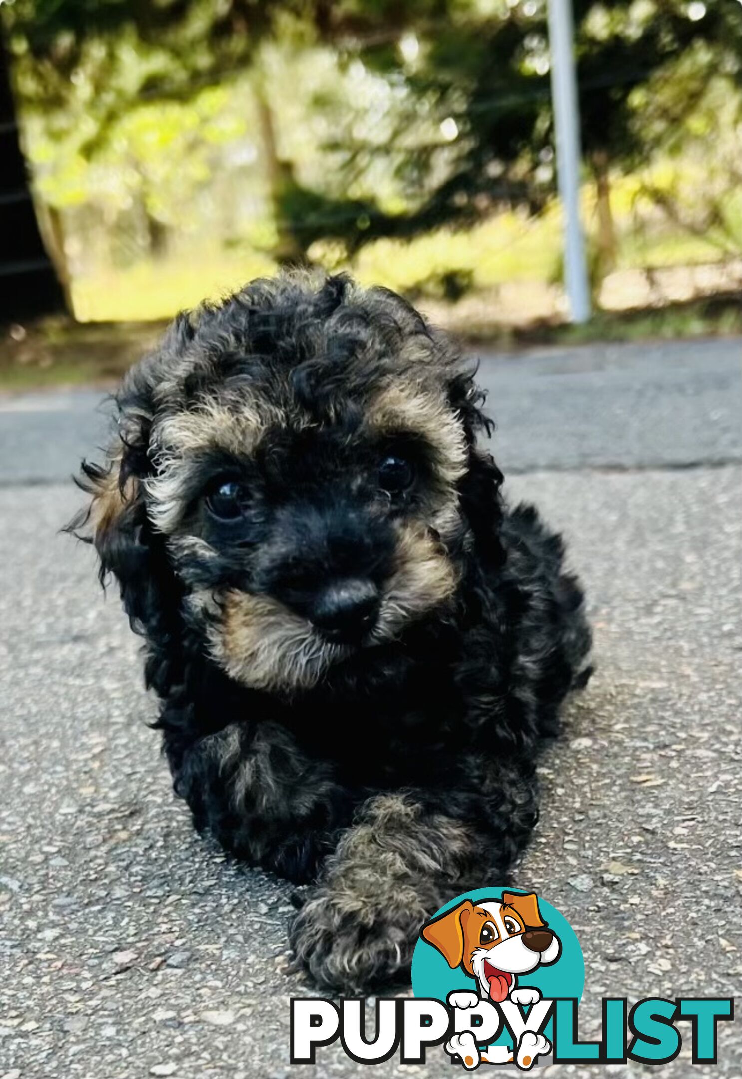 Pure Bred Toy Poodle Puppies! Ready now