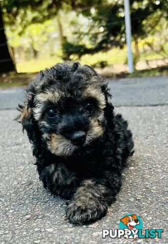 Pure Bred Toy Poodle Puppies! Ready now