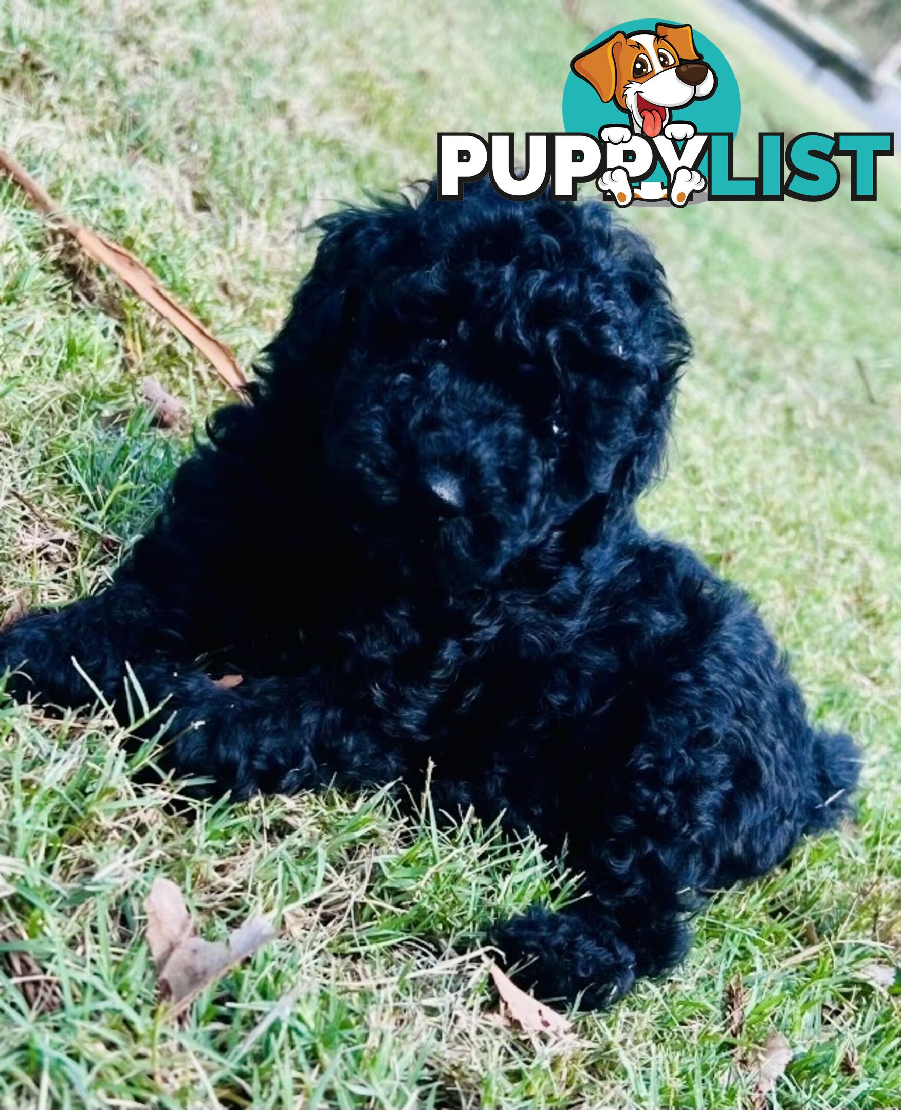 Pure Bred Toy Poodle Puppies! Ready now