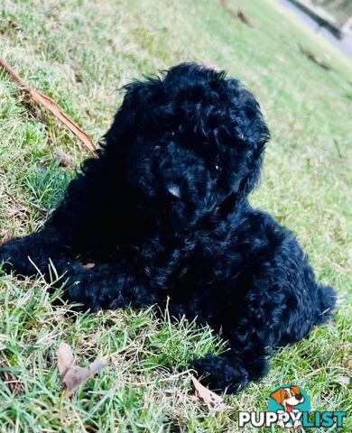 Pure Bred Toy Poodle Puppies! Ready now