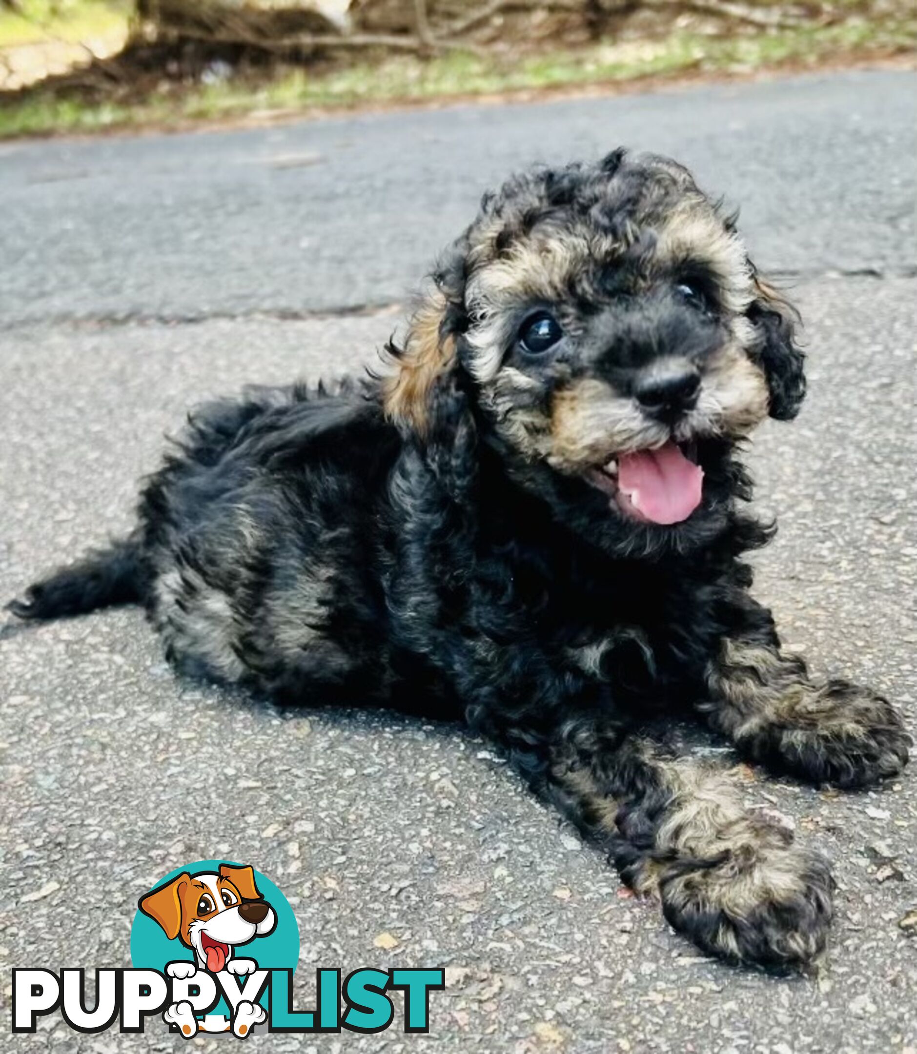 Pure Bred Toy Poodle Puppies! Ready now