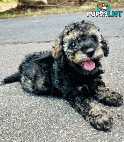 Pure Bred Toy Poodle Puppies! Ready now