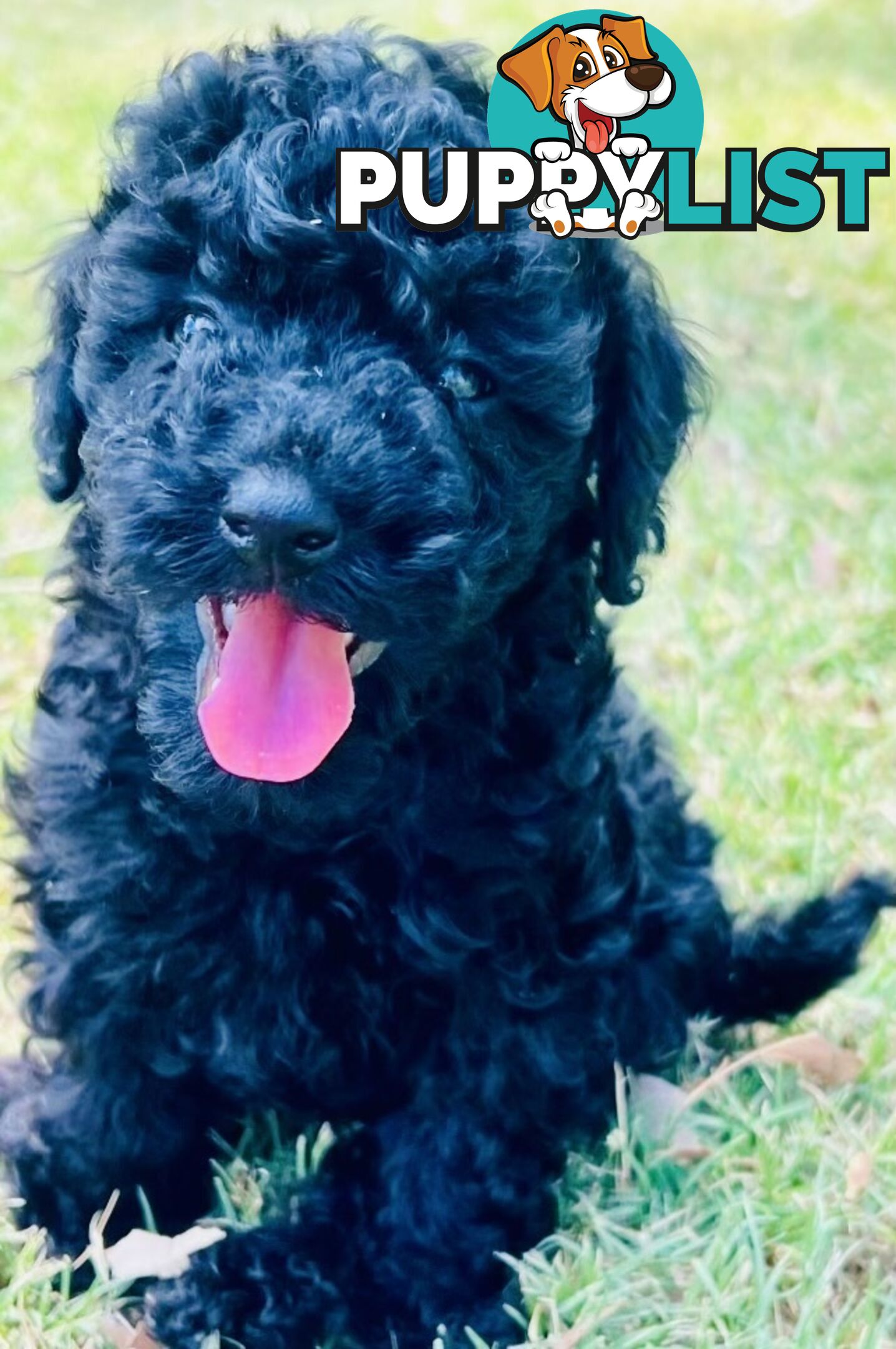 Pure Bred Toy Poodle Puppies! Ready now