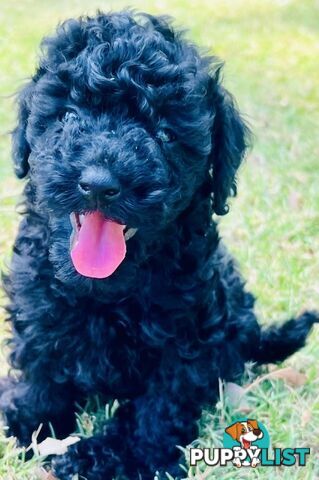 Pure Bred Toy Poodle Puppies! Ready now