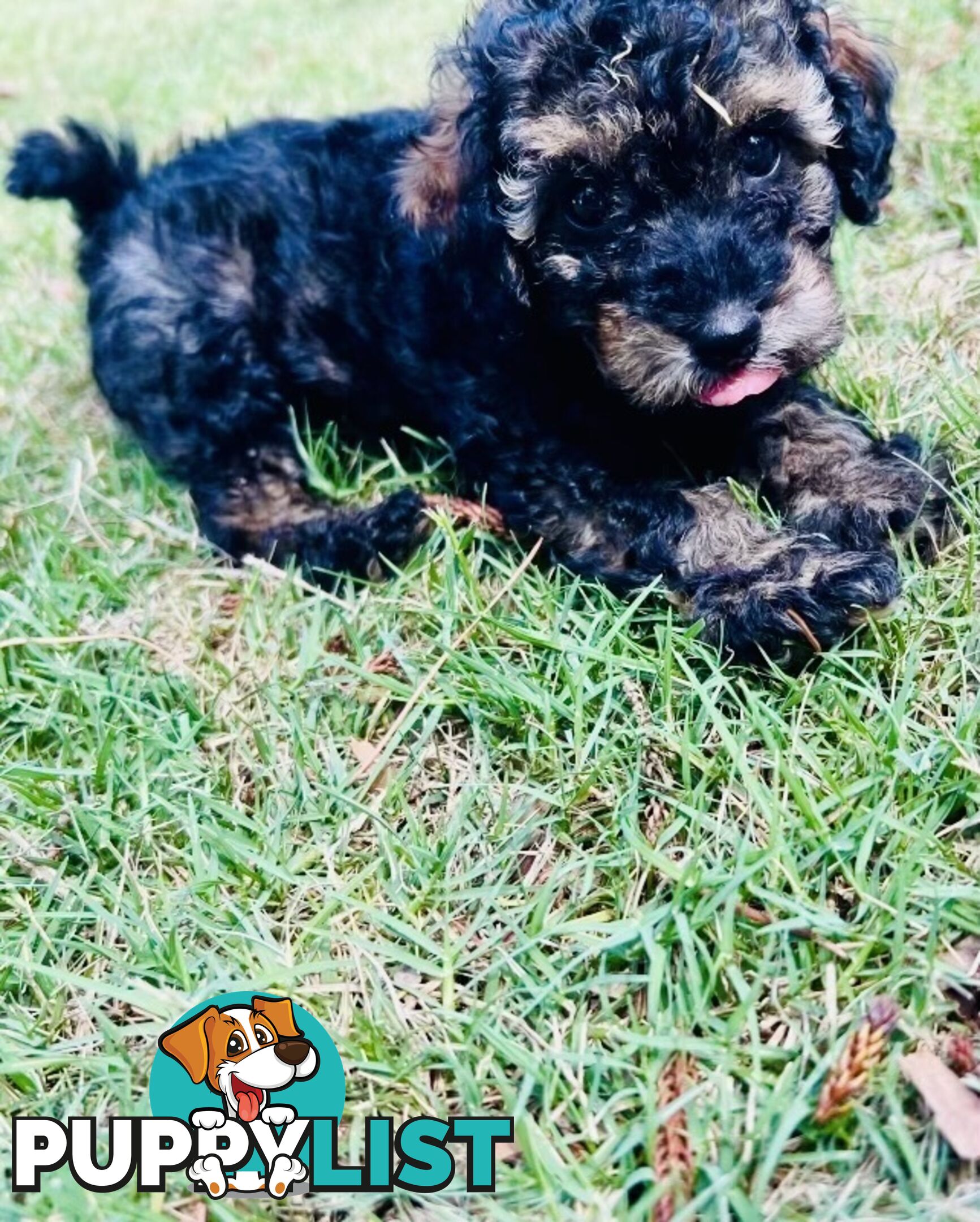 Pure Bred Toy Poodle Puppies! Ready now