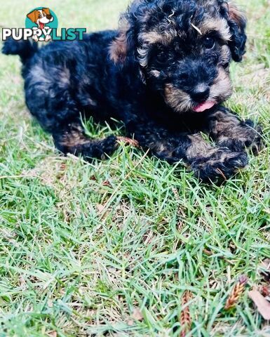 Pure Bred Toy Poodle Puppies! Ready now