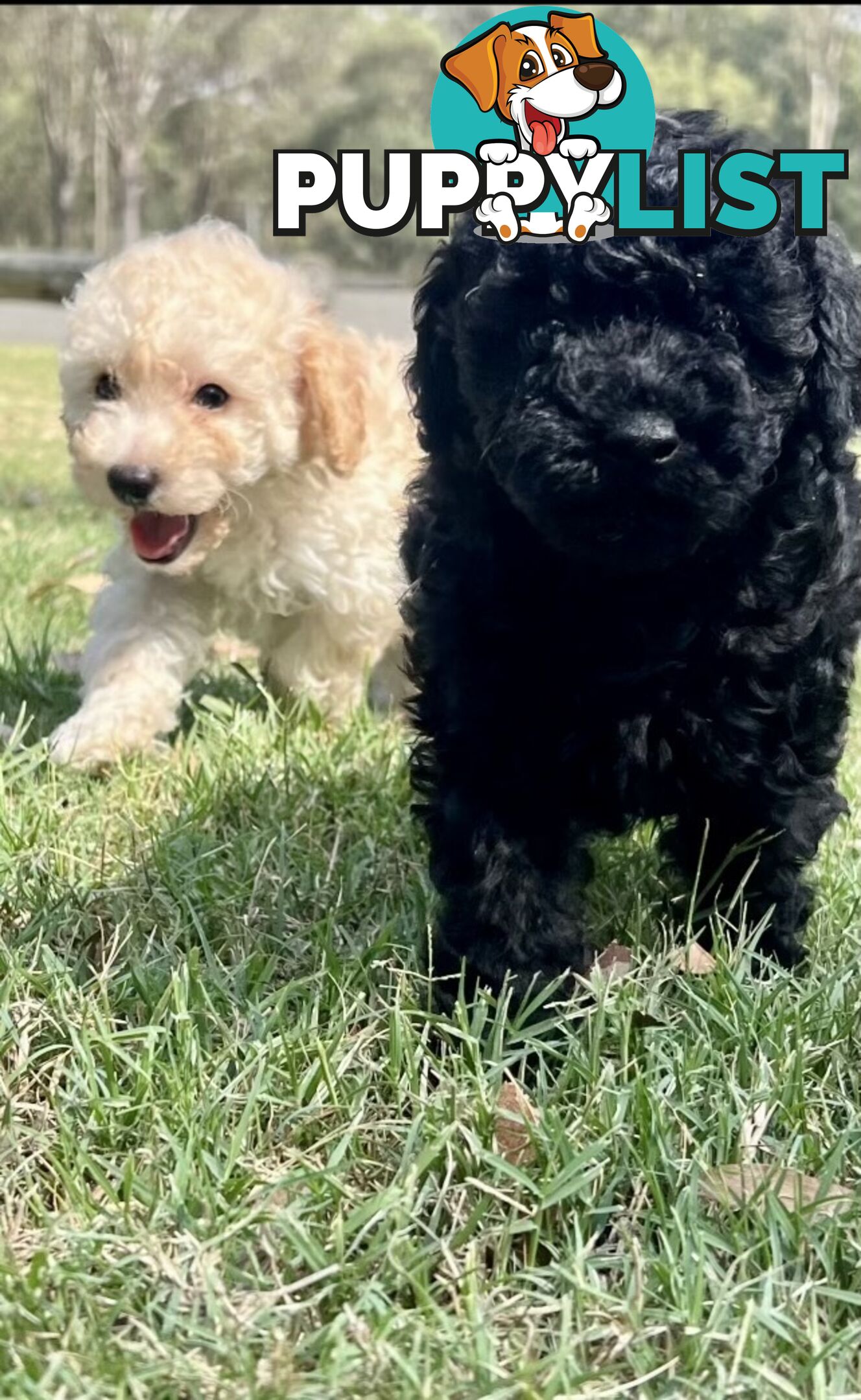 Pure Bred Toy Poodle Puppies! Ready now