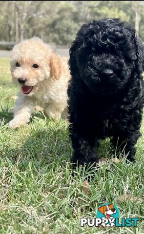 Pure Bred Toy Poodle Puppies! Ready now