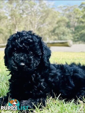 Pure Bred Toy Poodle Puppies! Ready now