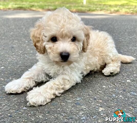 Pure Bred Toy Poodle Puppies! Ready now