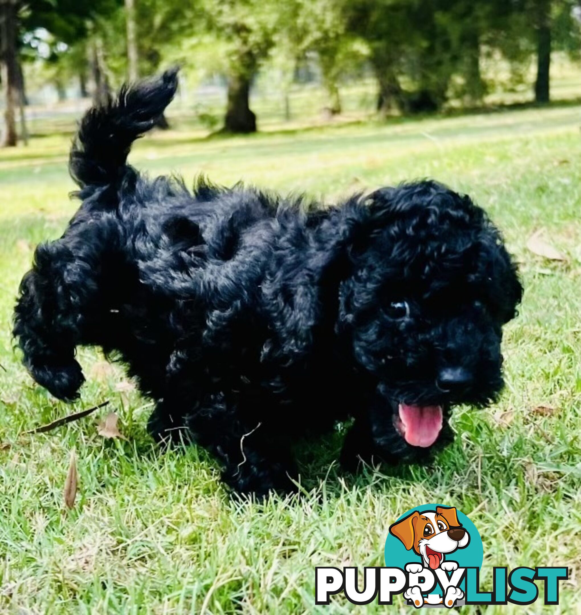 Pure Bred Toy Poodle Puppies! Ready now