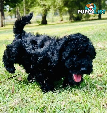 Pure Bred Toy Poodle Puppies! Ready now