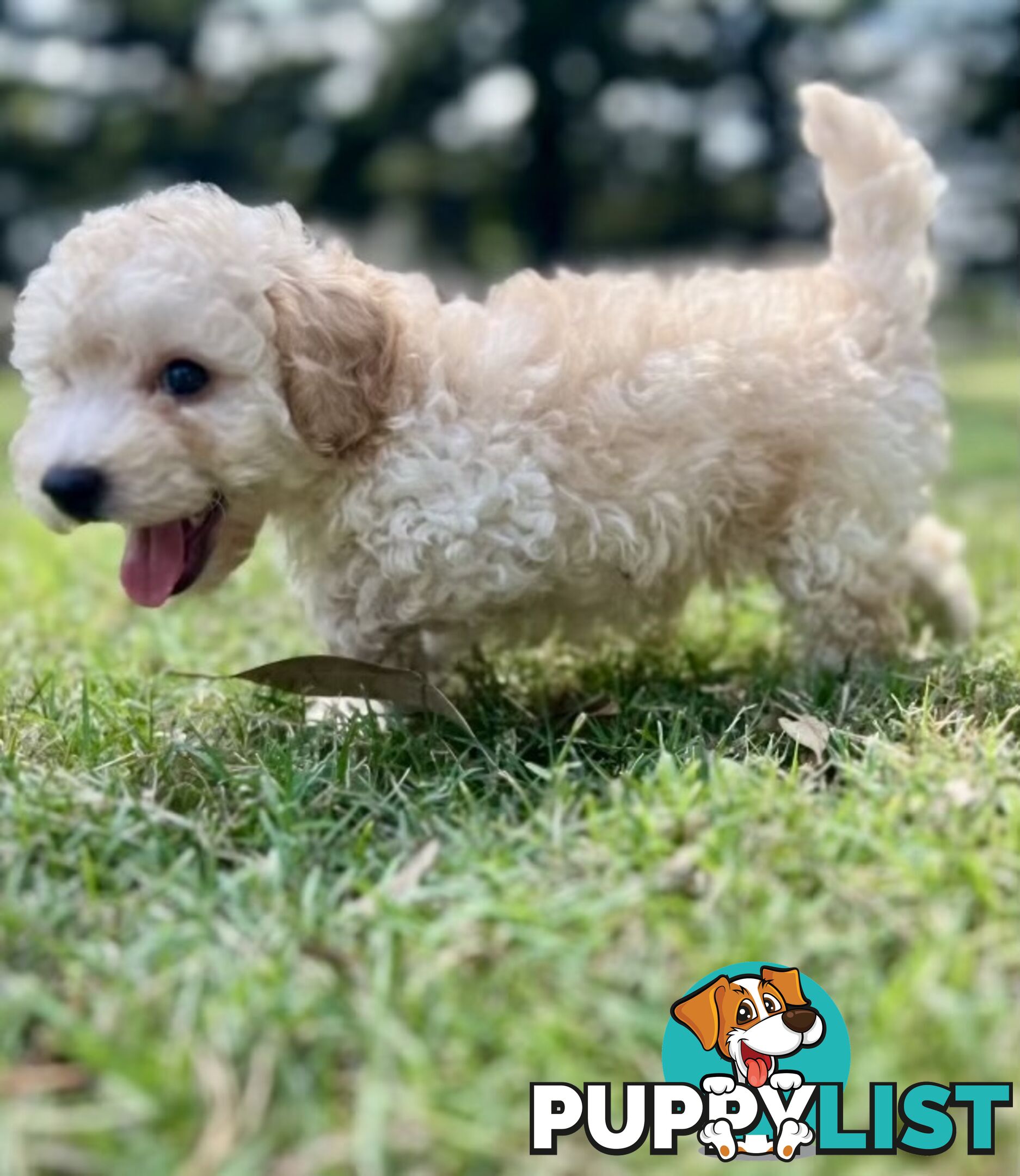 Pure Bred Toy Poodle Puppies! Ready now