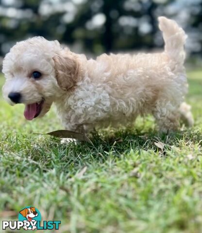 Pure Bred Toy Poodle Puppies! Ready now