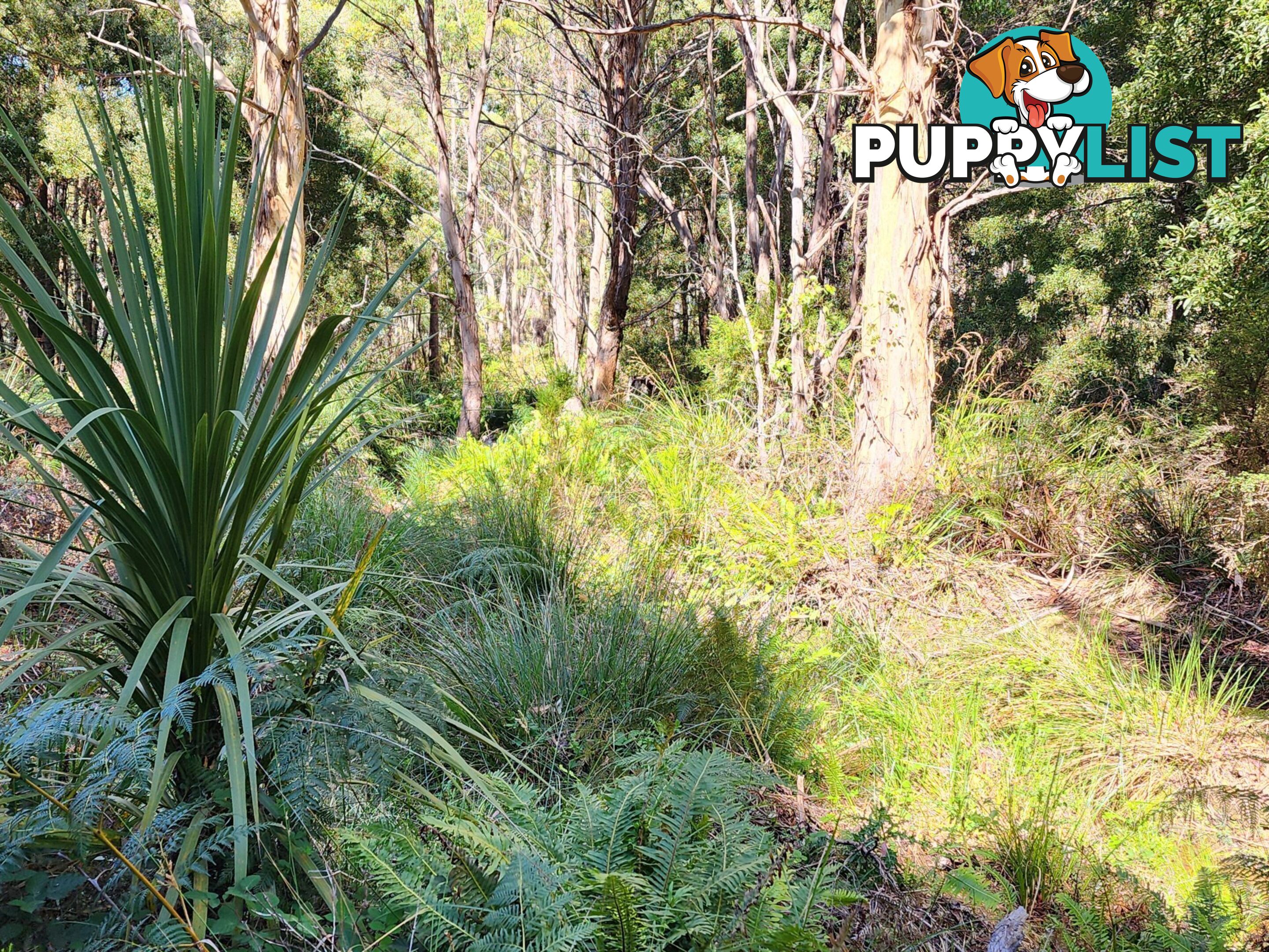 Lot Lot 1/221 Irish Town Road ST MARYS TAS 7215