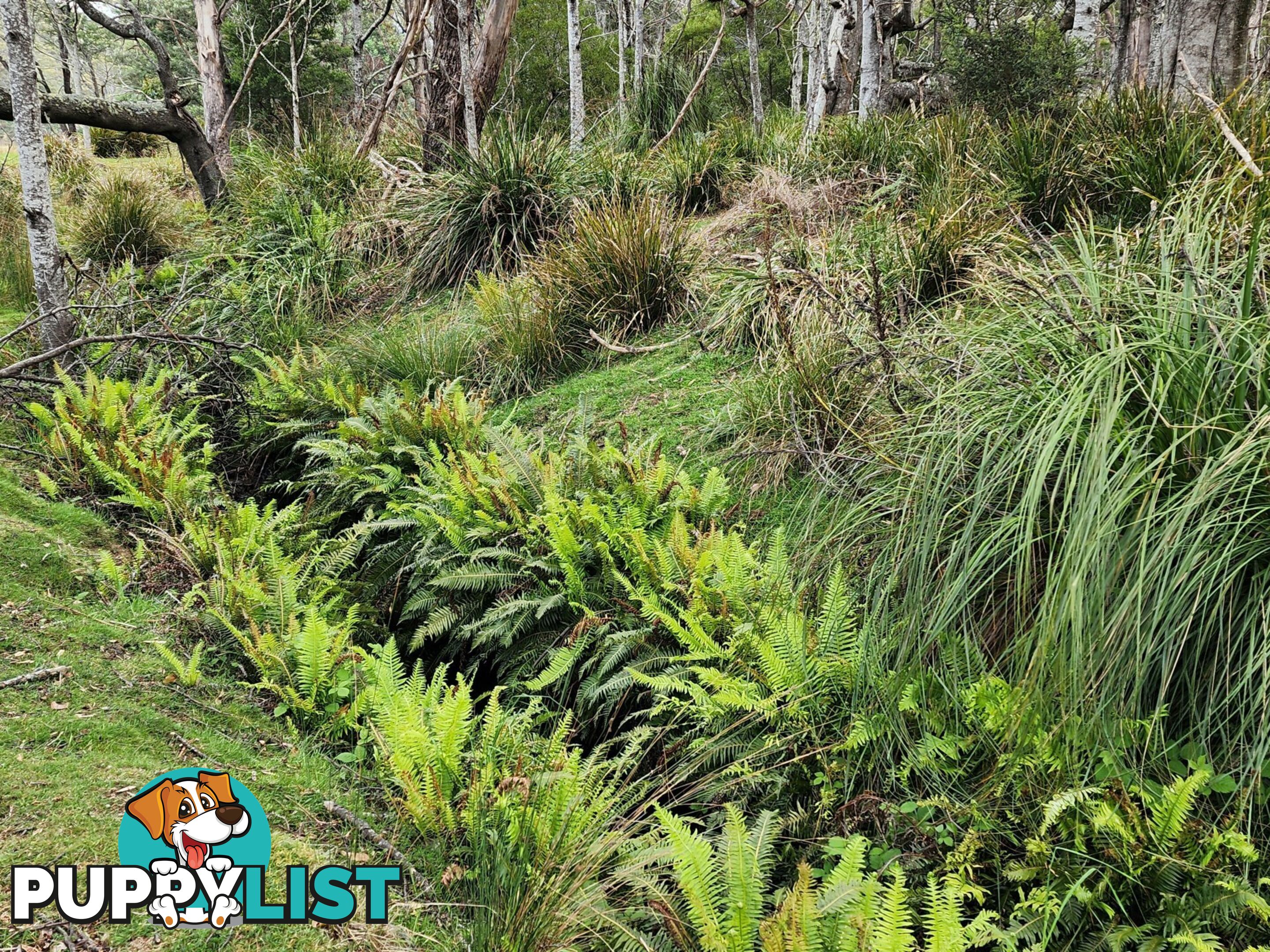 Lot Lot 1/221 Irish Town Road ST MARYS TAS 7215