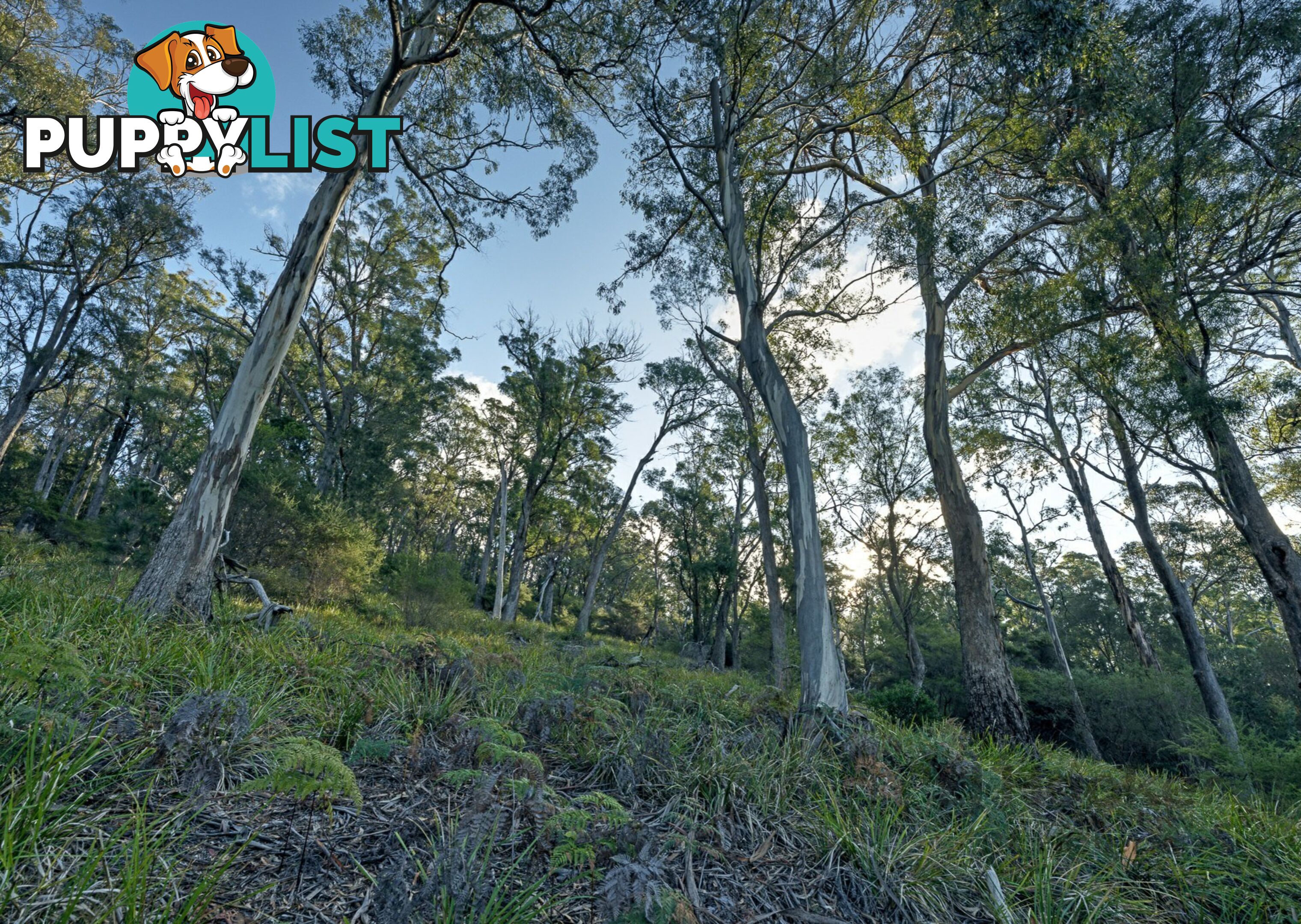 367 Binalong Bay Road ST HELENS TAS 7216