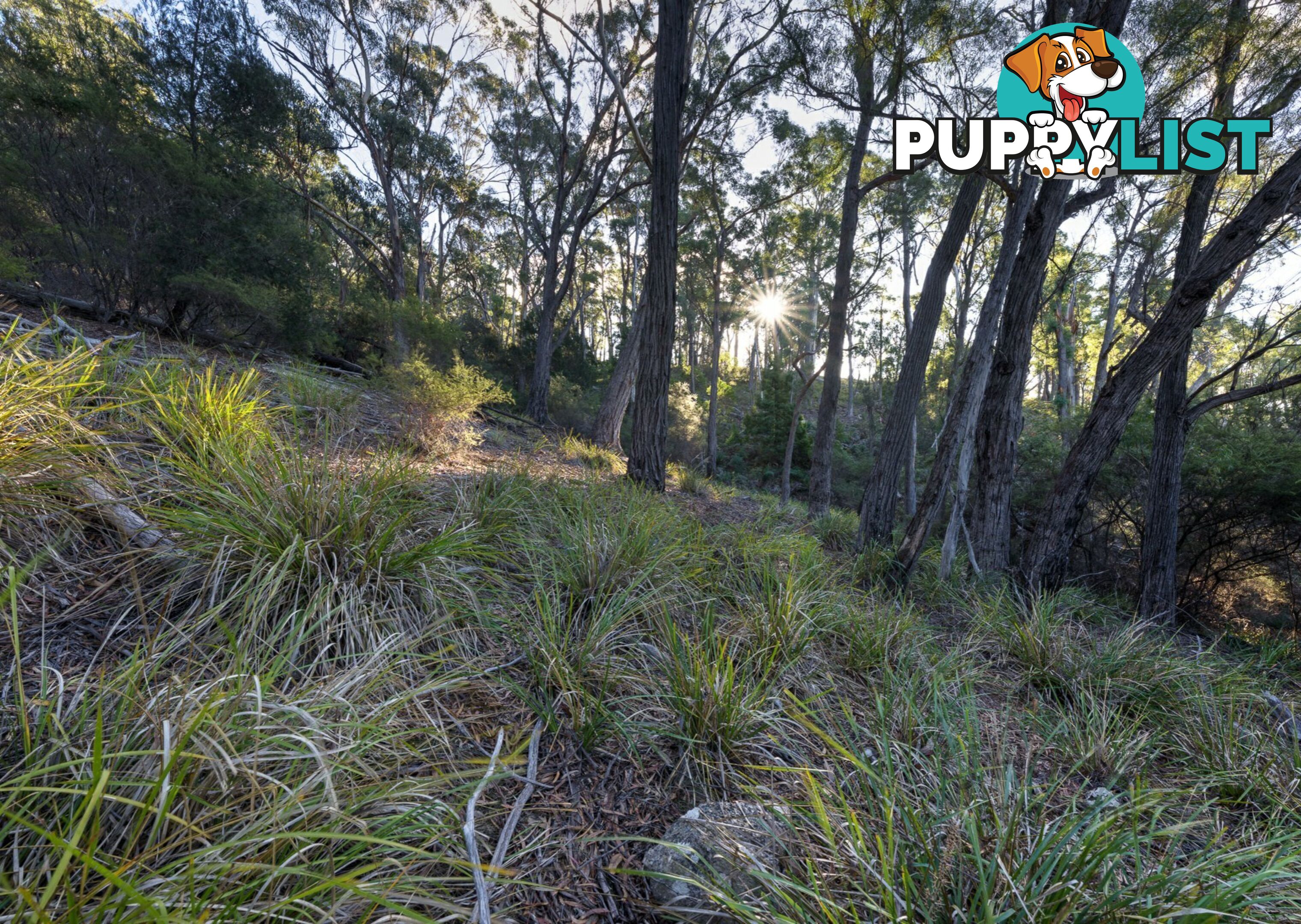 367 Binalong Bay Road ST HELENS TAS 7216