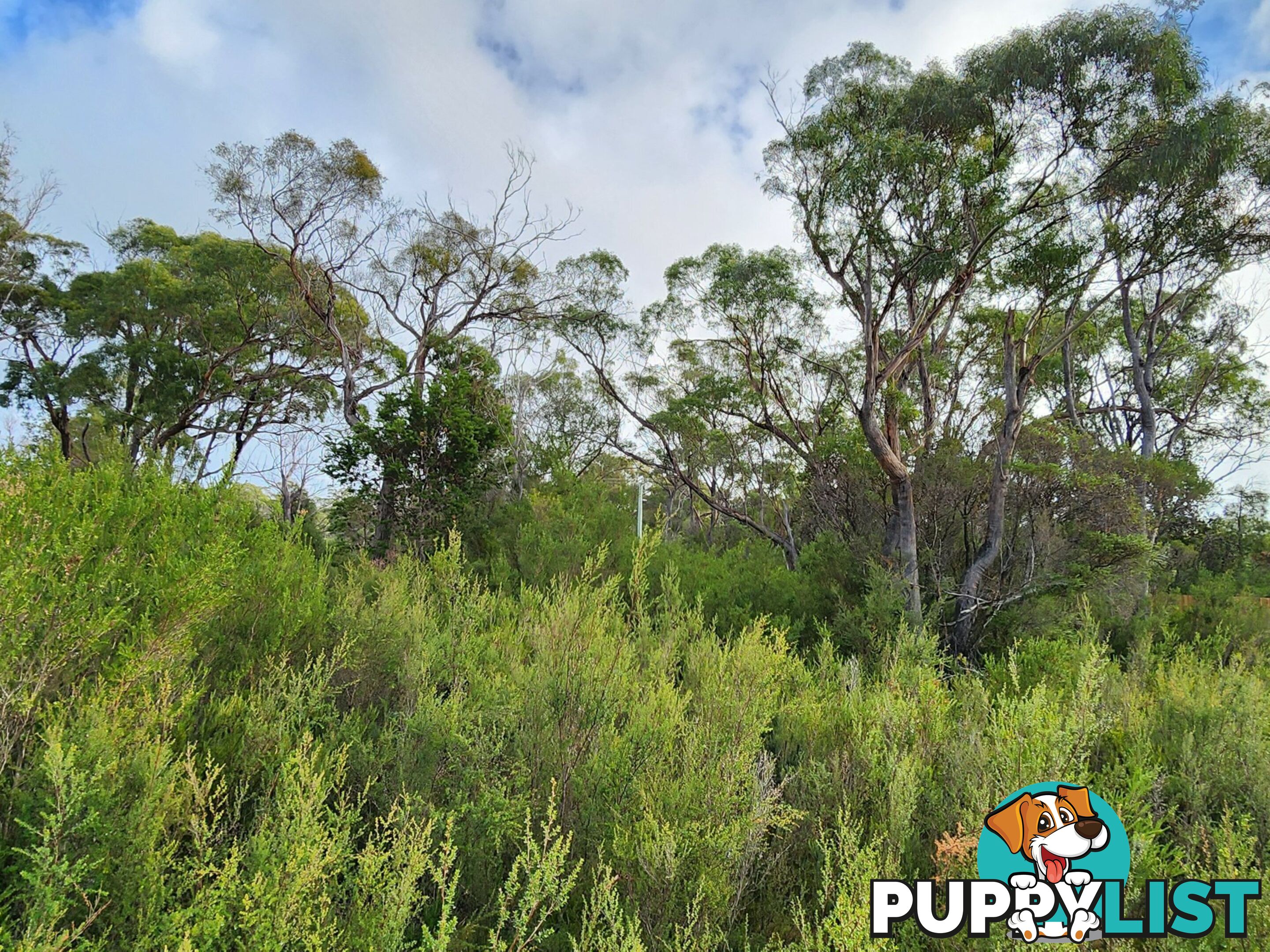 131 Acacia Drive ANSONS BAY TAS 7264