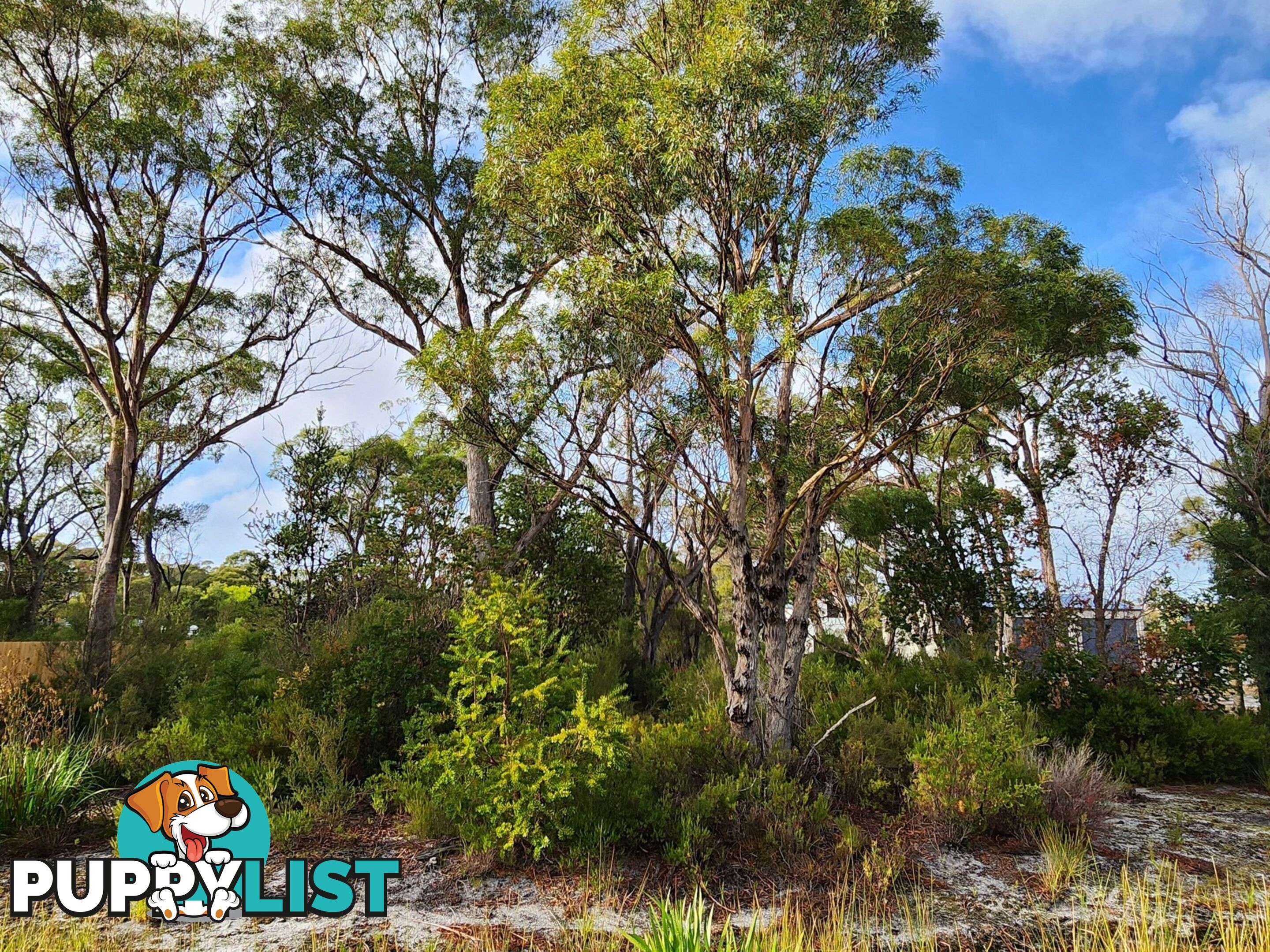131 Acacia Drive ANSONS BAY TAS 7264