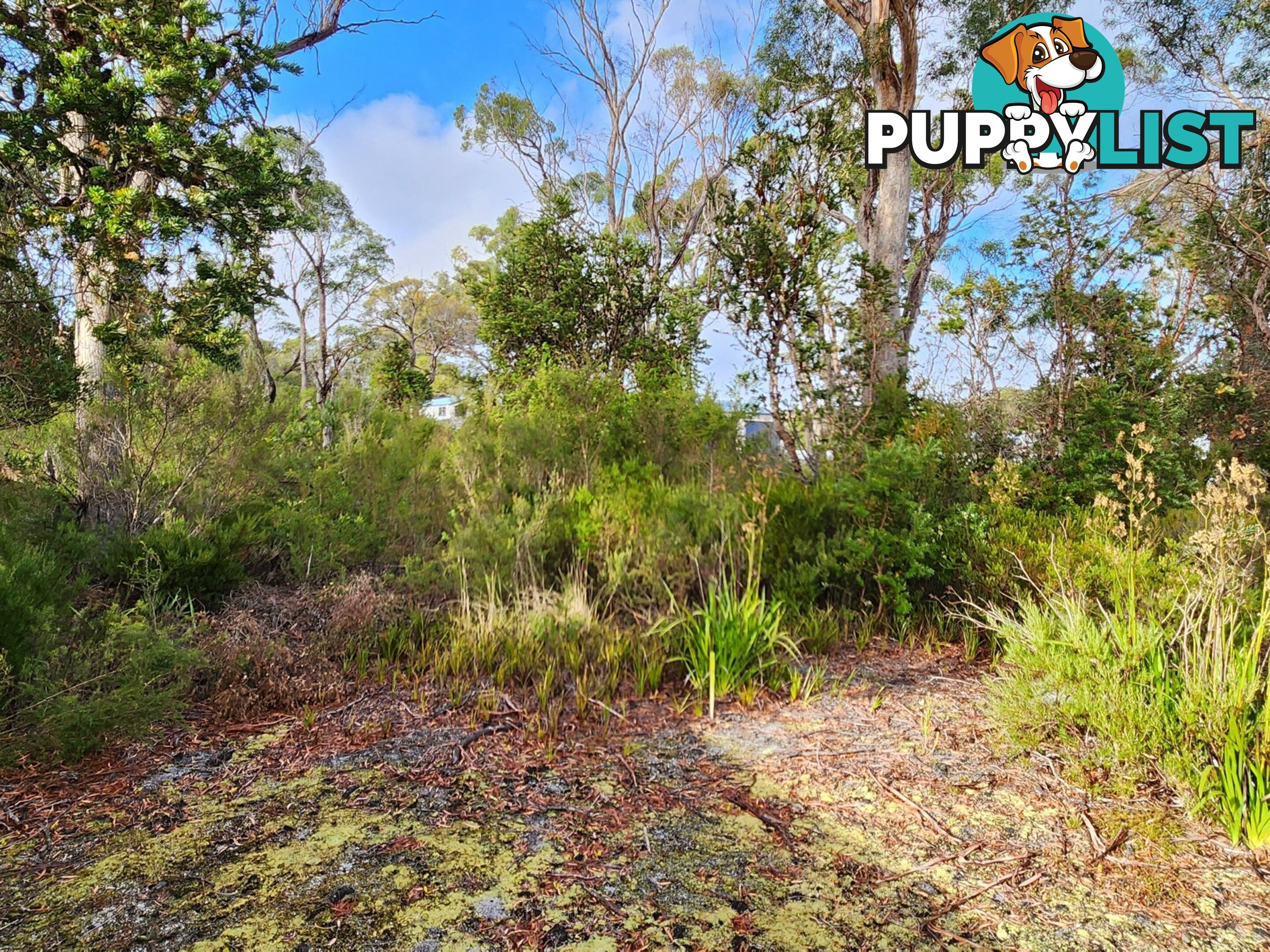 131 Acacia Drive ANSONS BAY TAS 7264