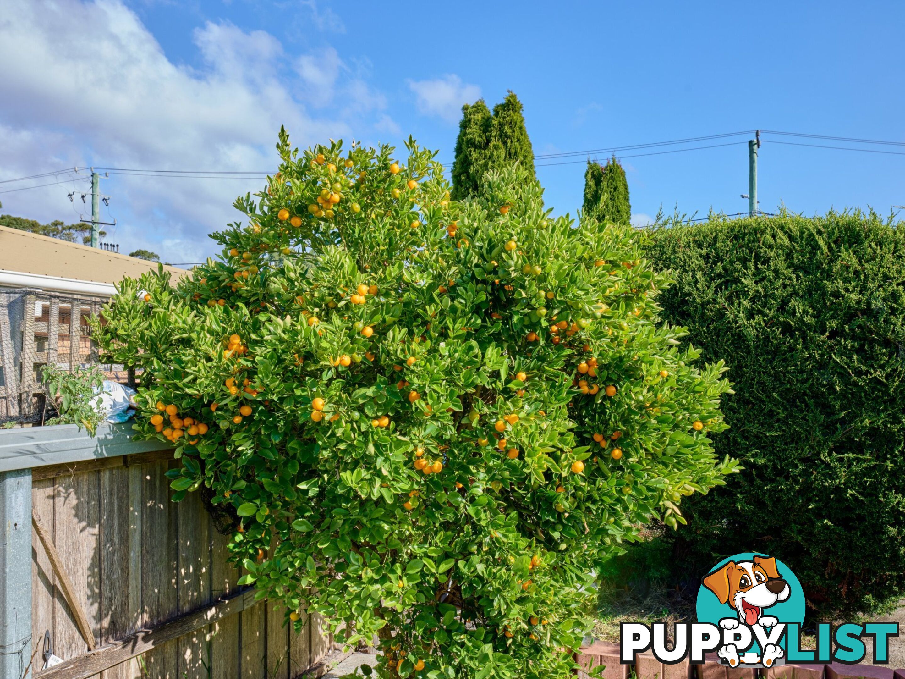 8 Groom Street ST HELENS TAS 7216