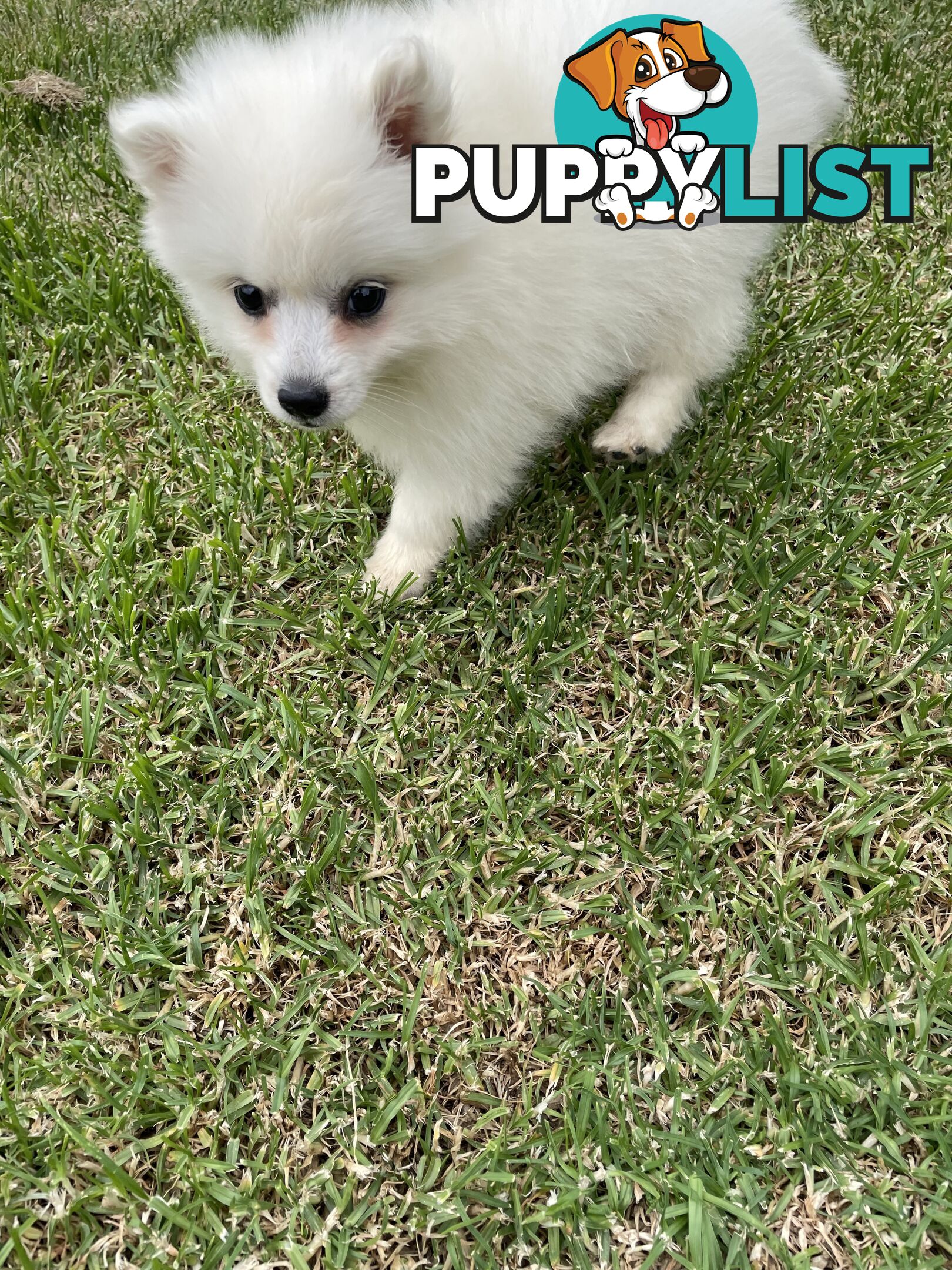 Female Japanese spitz