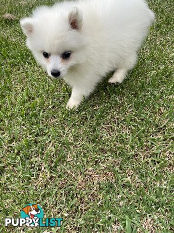 Female Japanese spitz