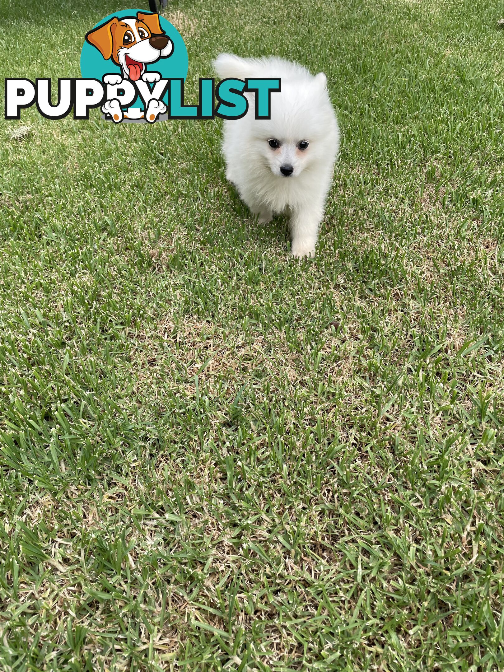 Female Japanese spitz