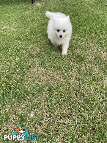 Female Japanese spitz