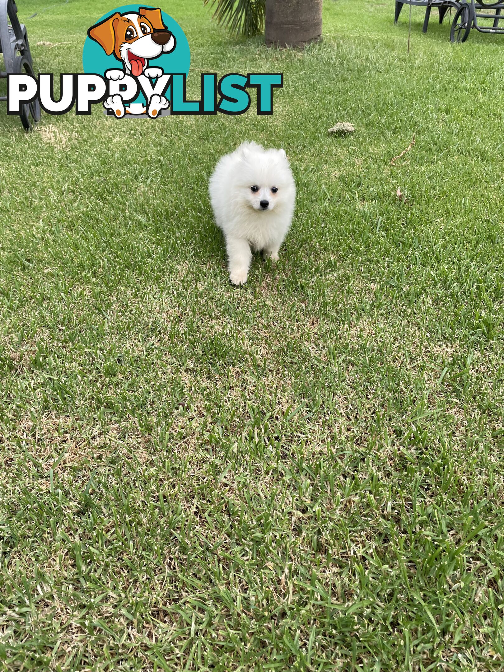 Female Japanese spitz