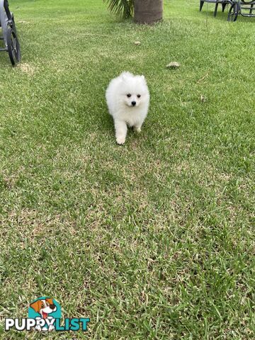 Female Japanese spitz