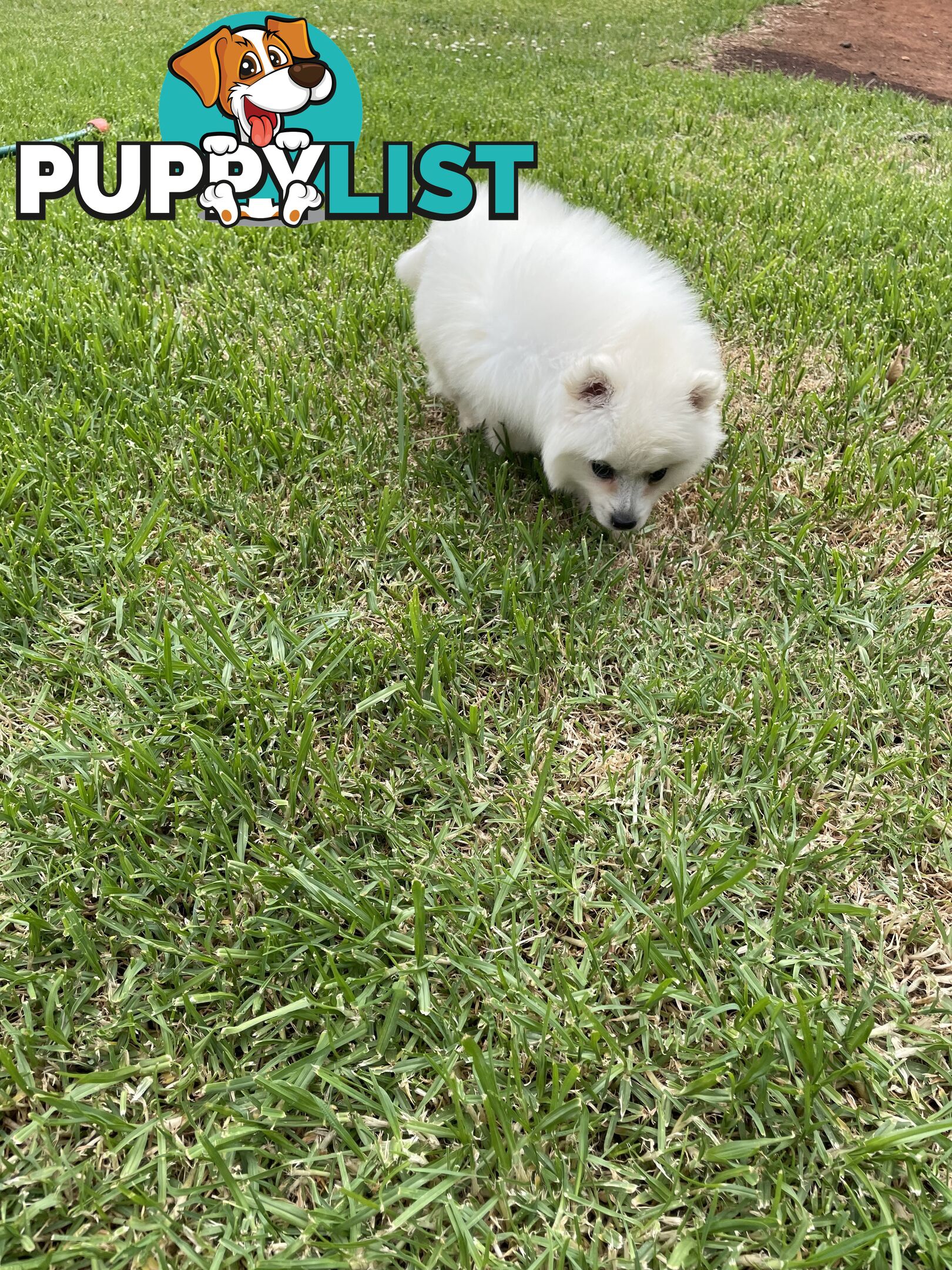 Female Japanese spitz