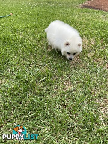 Female Japanese spitz