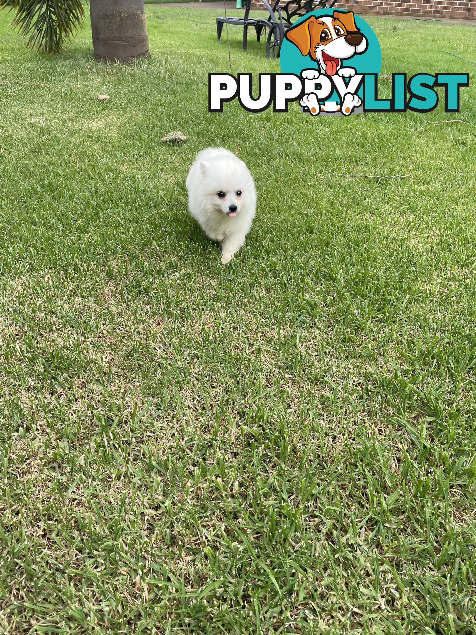 Female Japanese spitz