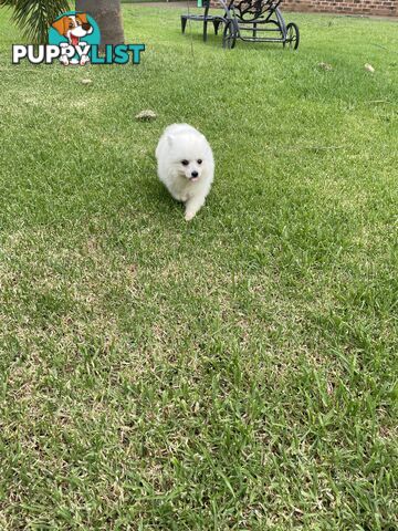 Female Japanese spitz