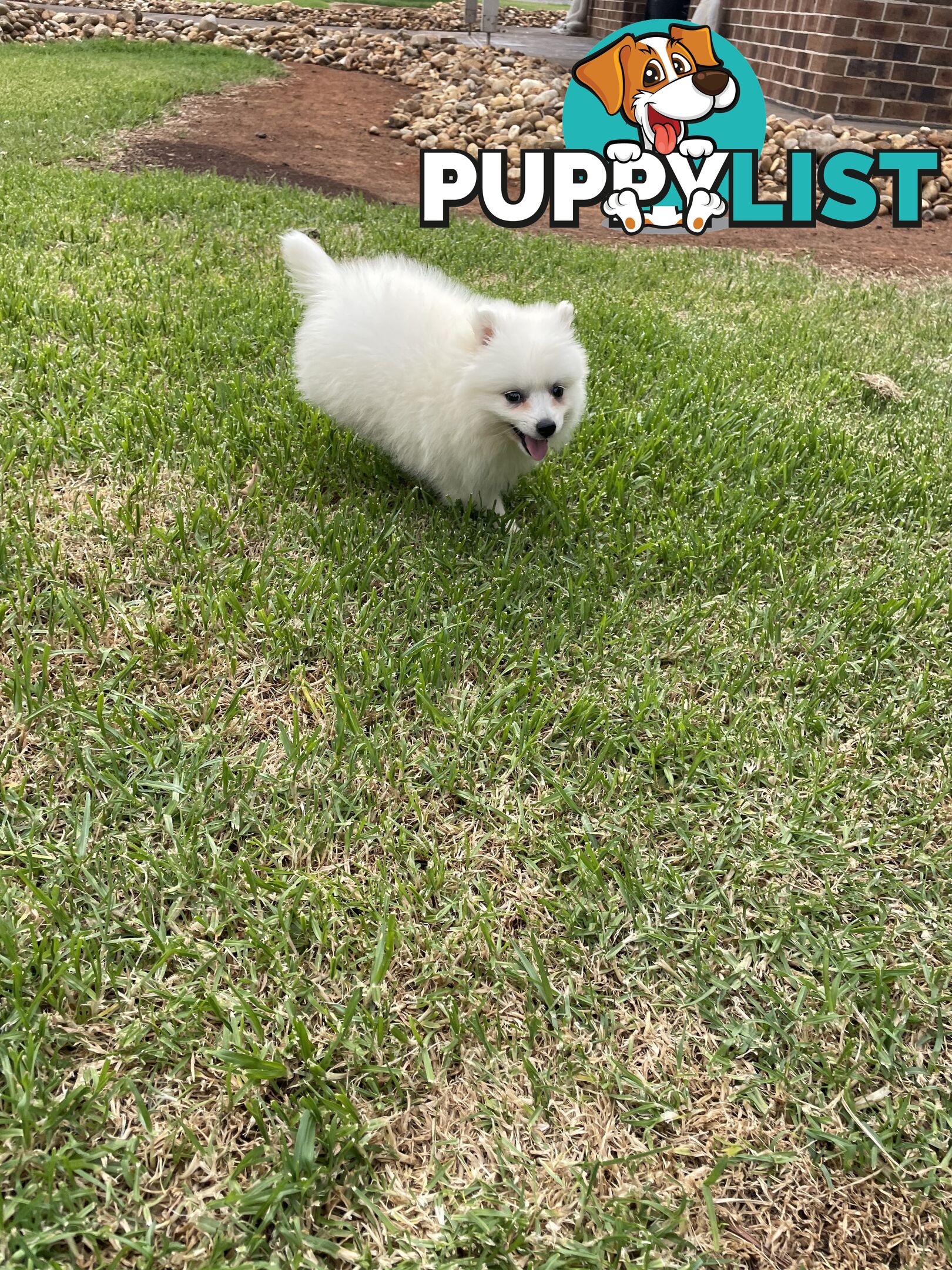 Female Japanese spitz