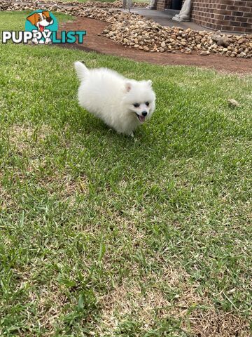 Female Japanese spitz