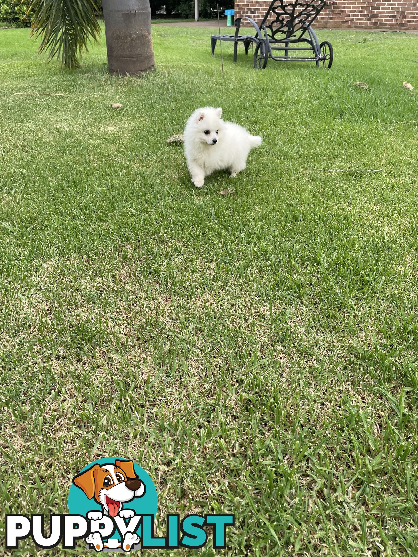 Female Japanese spitz