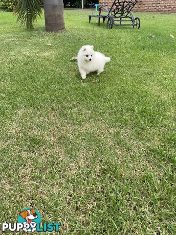 Female Japanese spitz