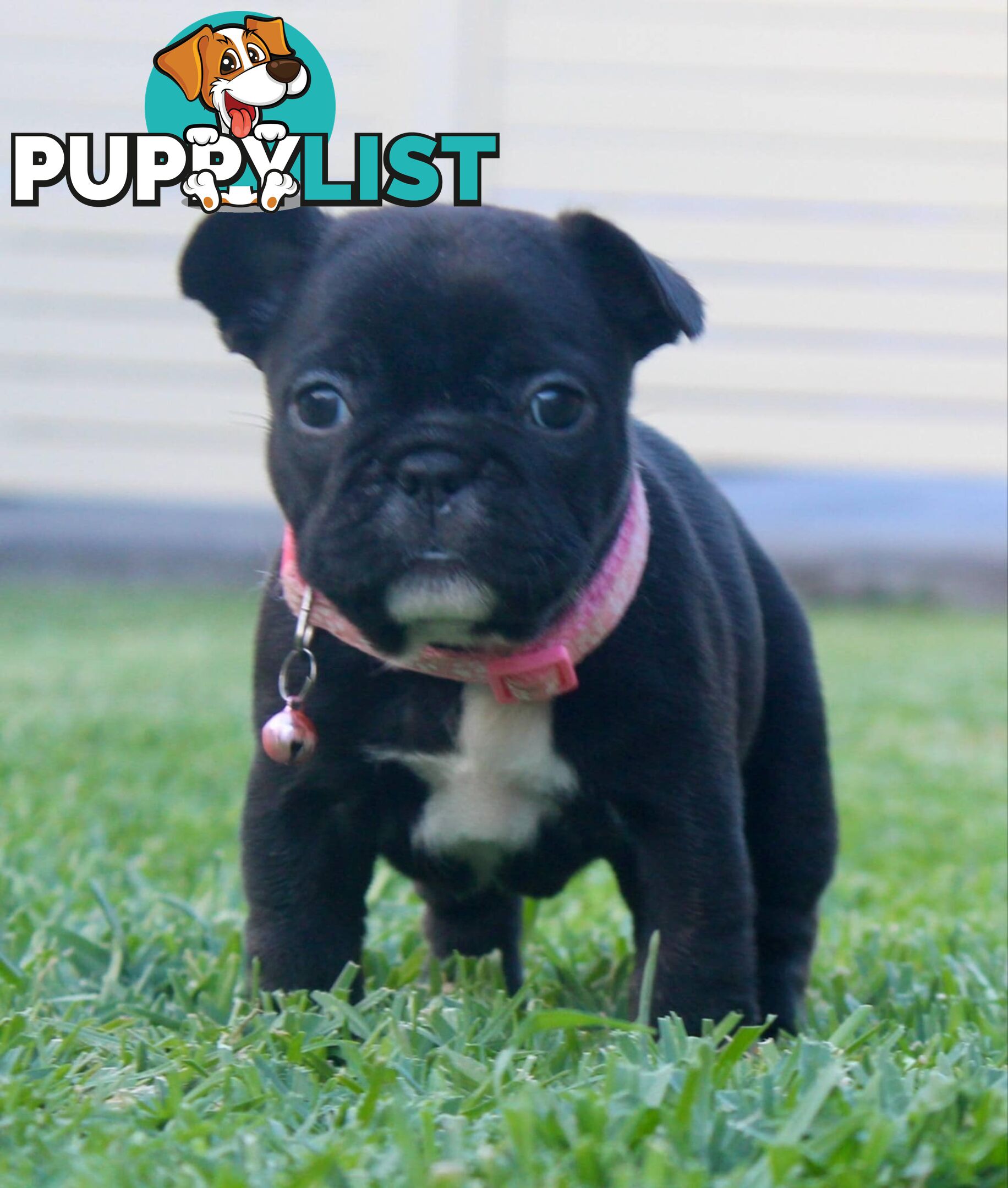 French bulldog puppies
