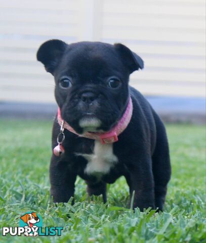 French bulldog puppies
