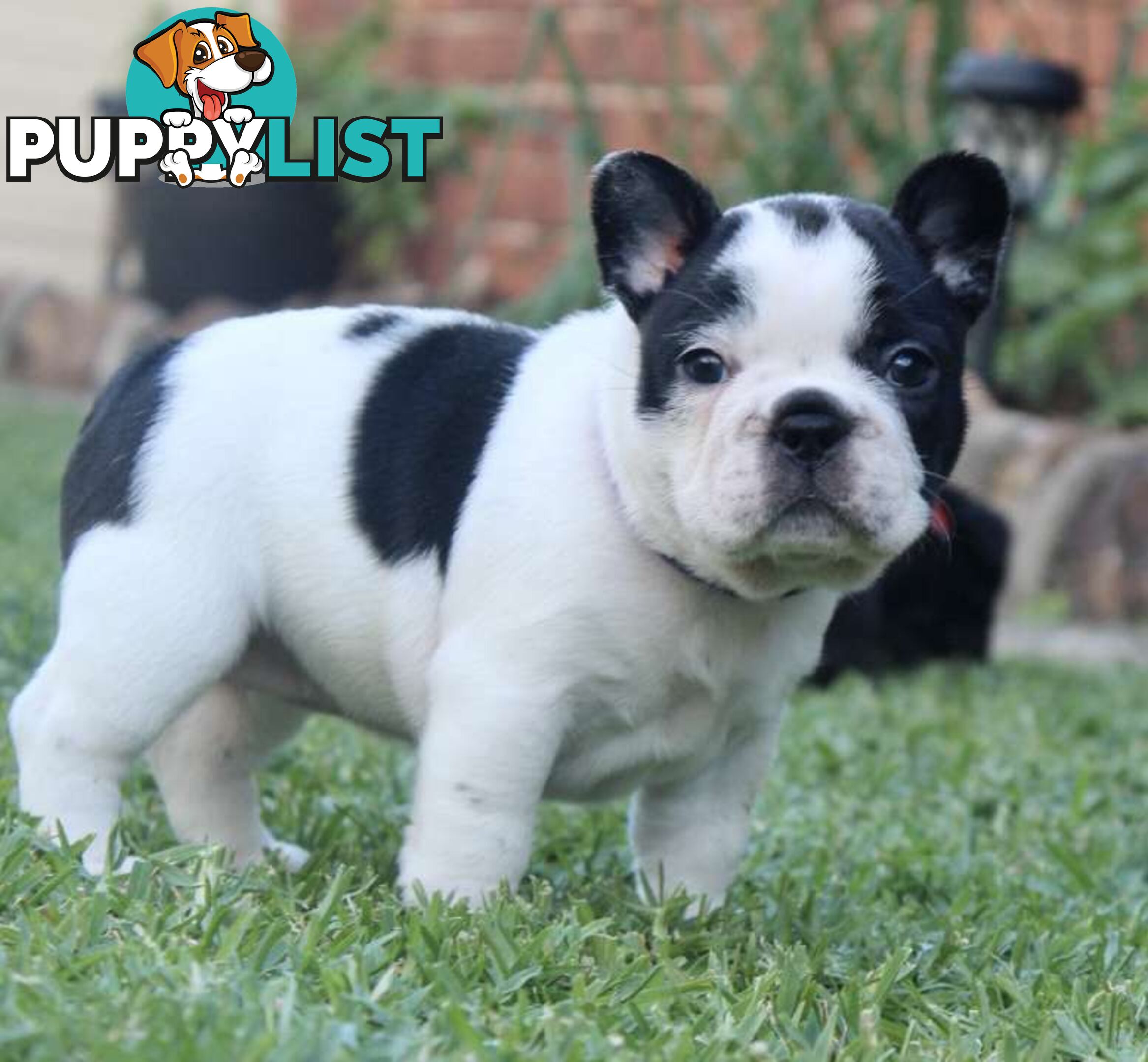 French bulldog puppies