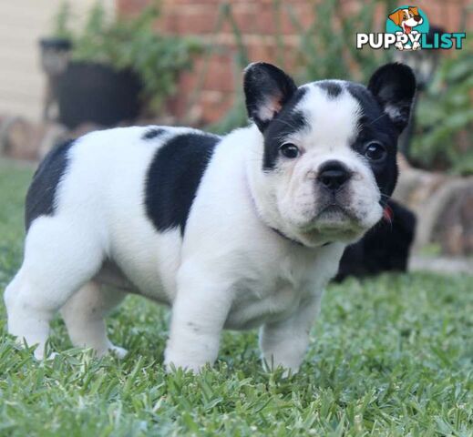 French bulldog puppies
